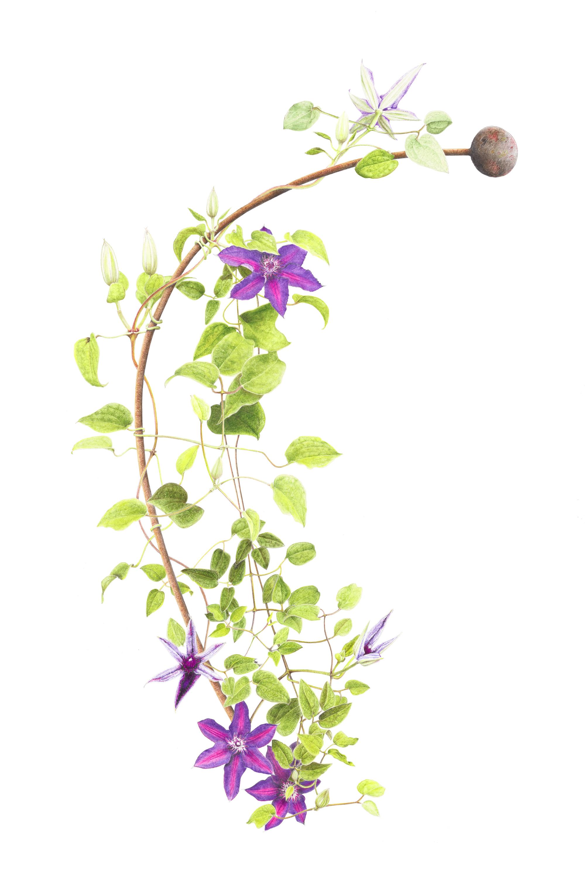 Clematis Edda illustration