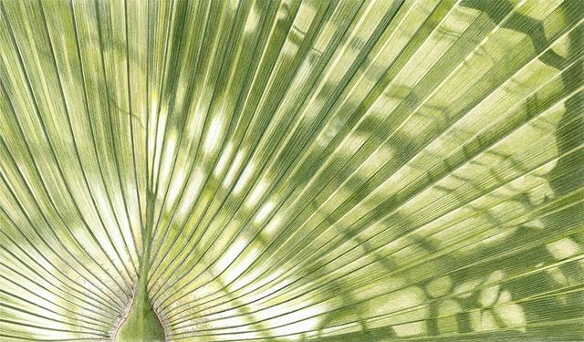 Palm Shadows