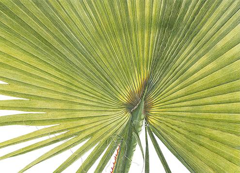 Fan Palm