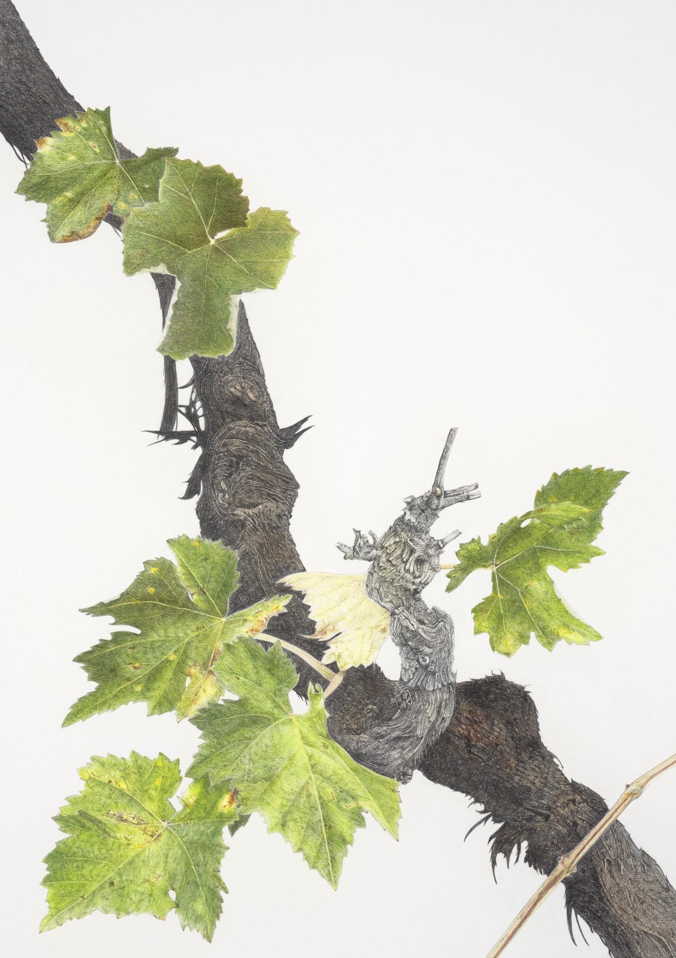 Illustration: Vine Tendril, Friend or Foe?