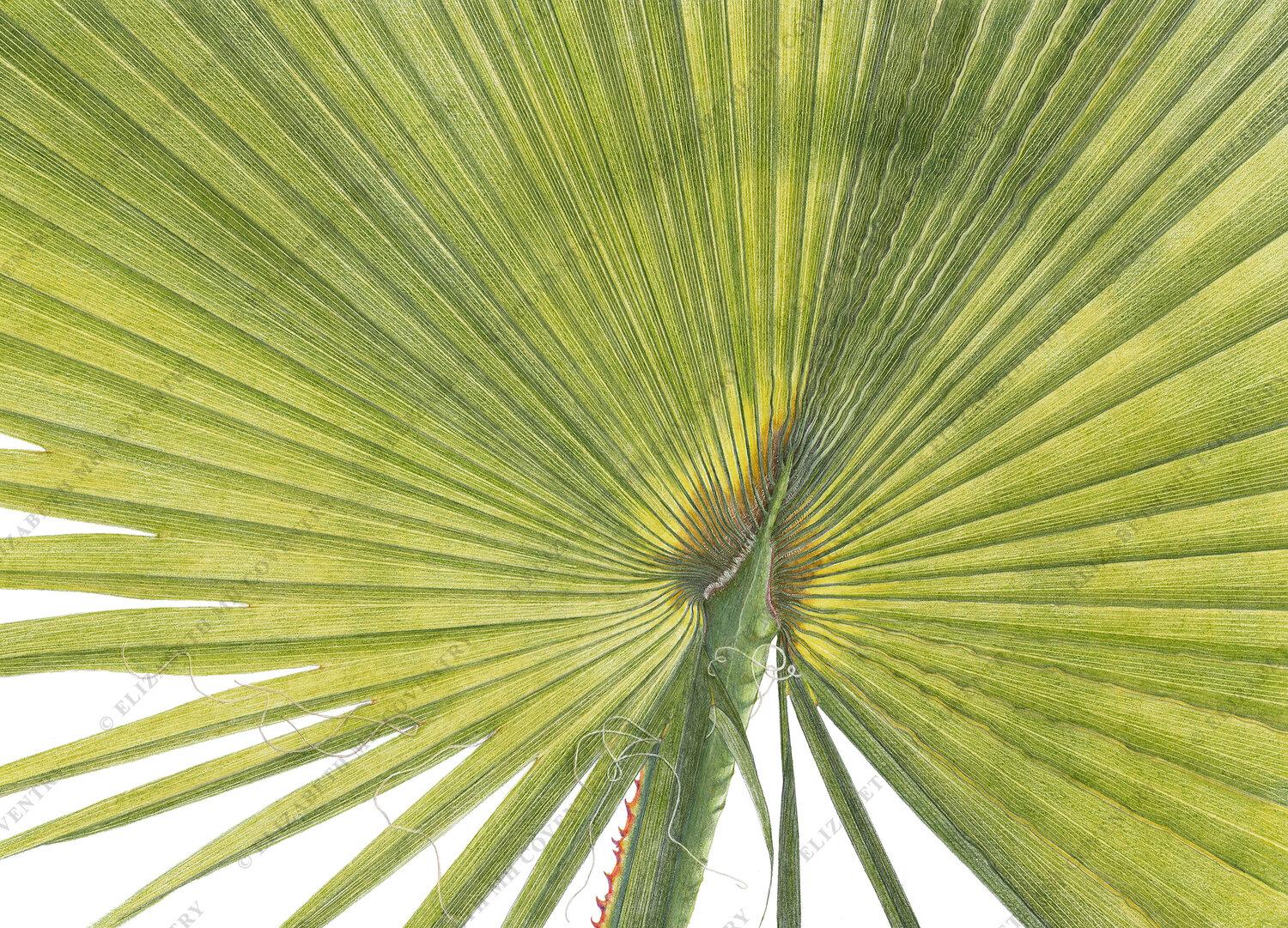 FAN PALM