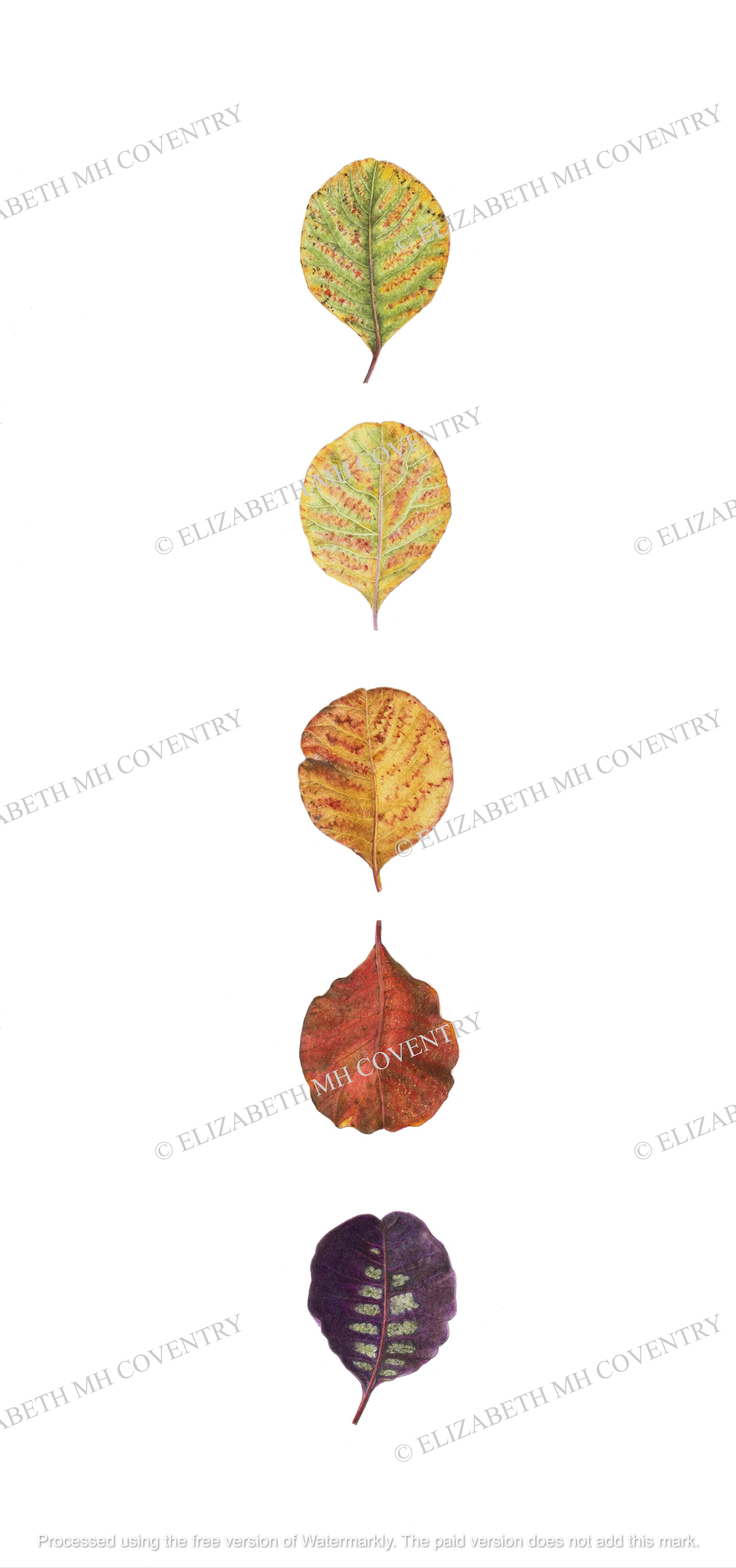 COTINUS COGGYGRIA