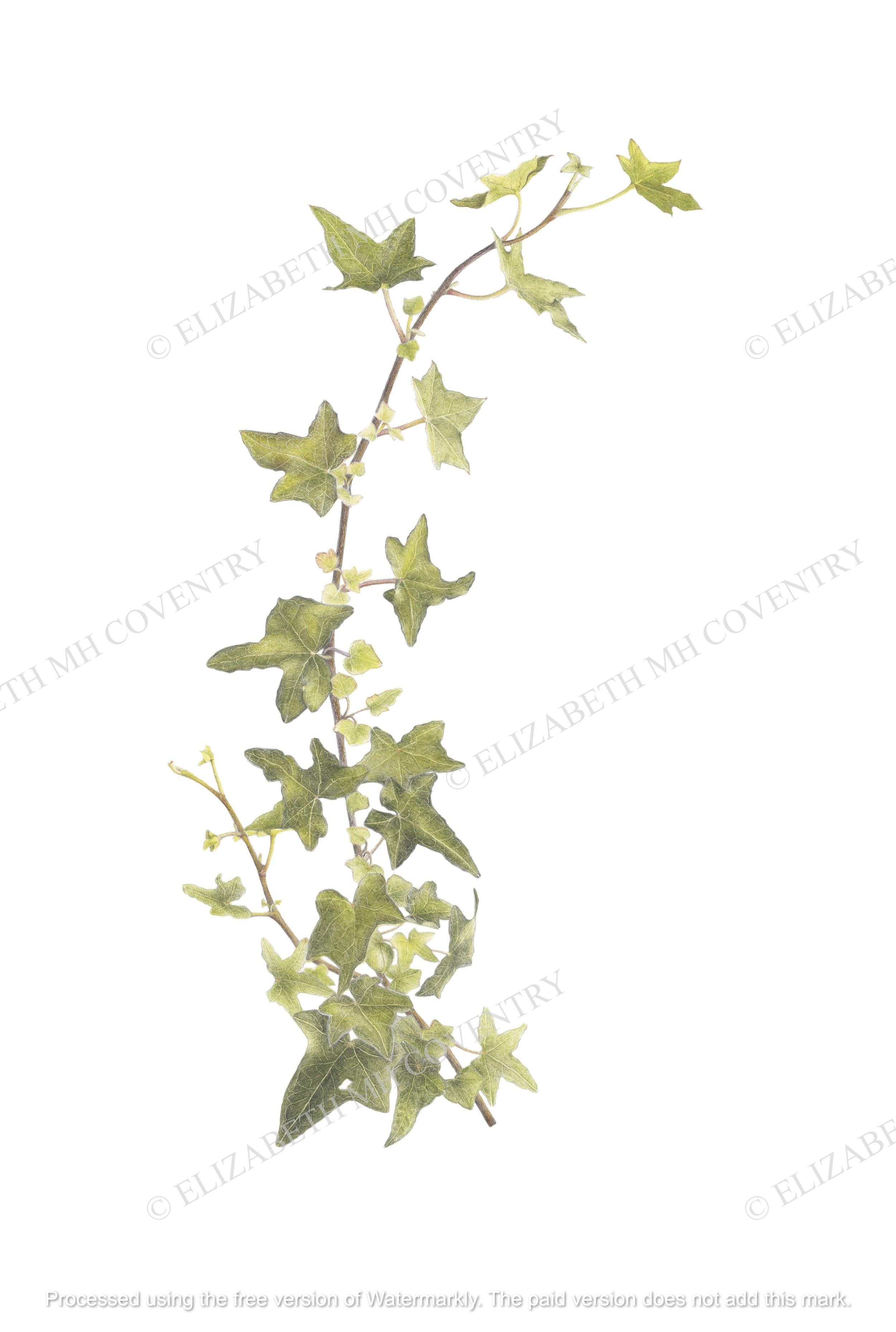 IVY