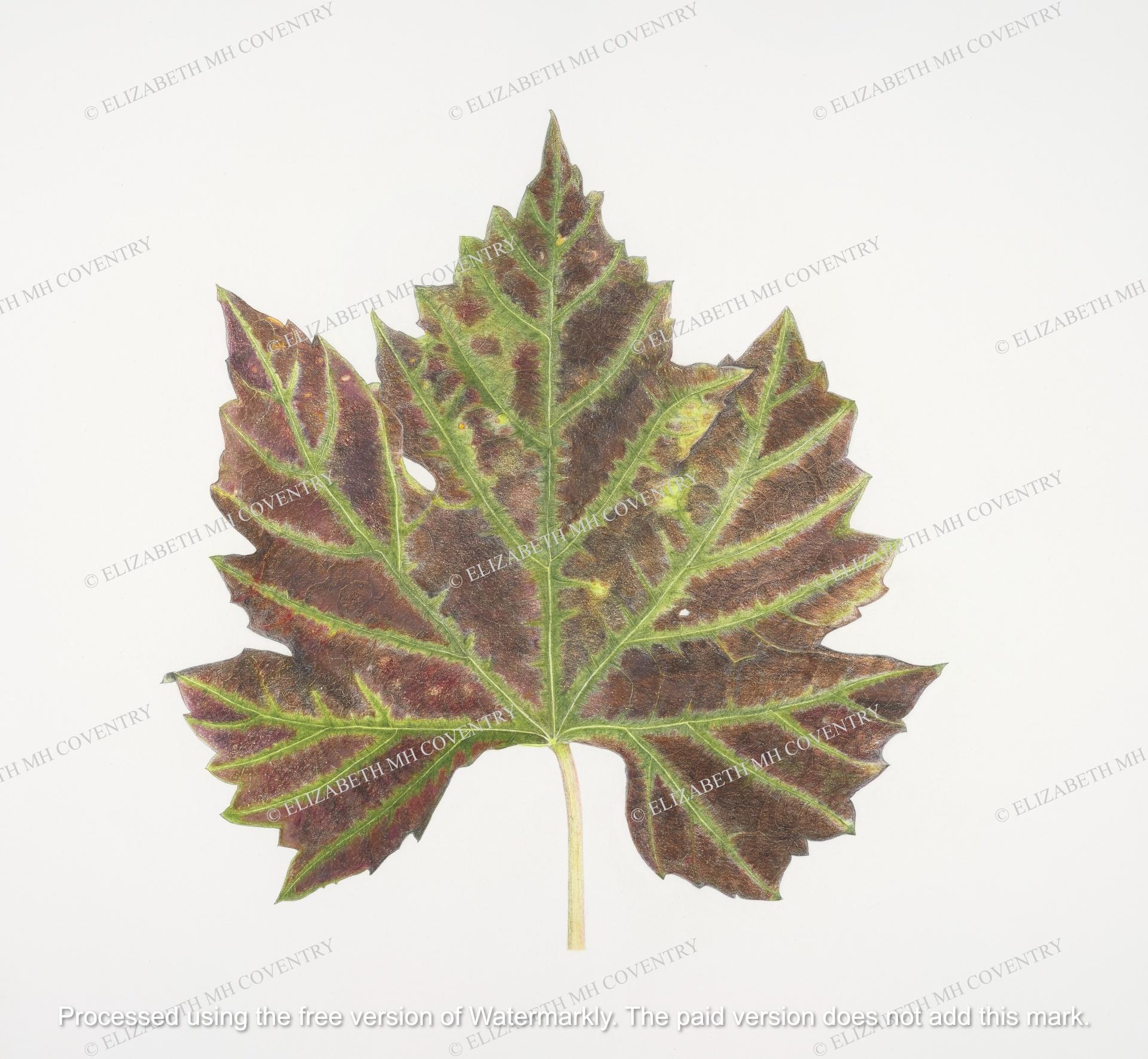 VINE LEAF 1