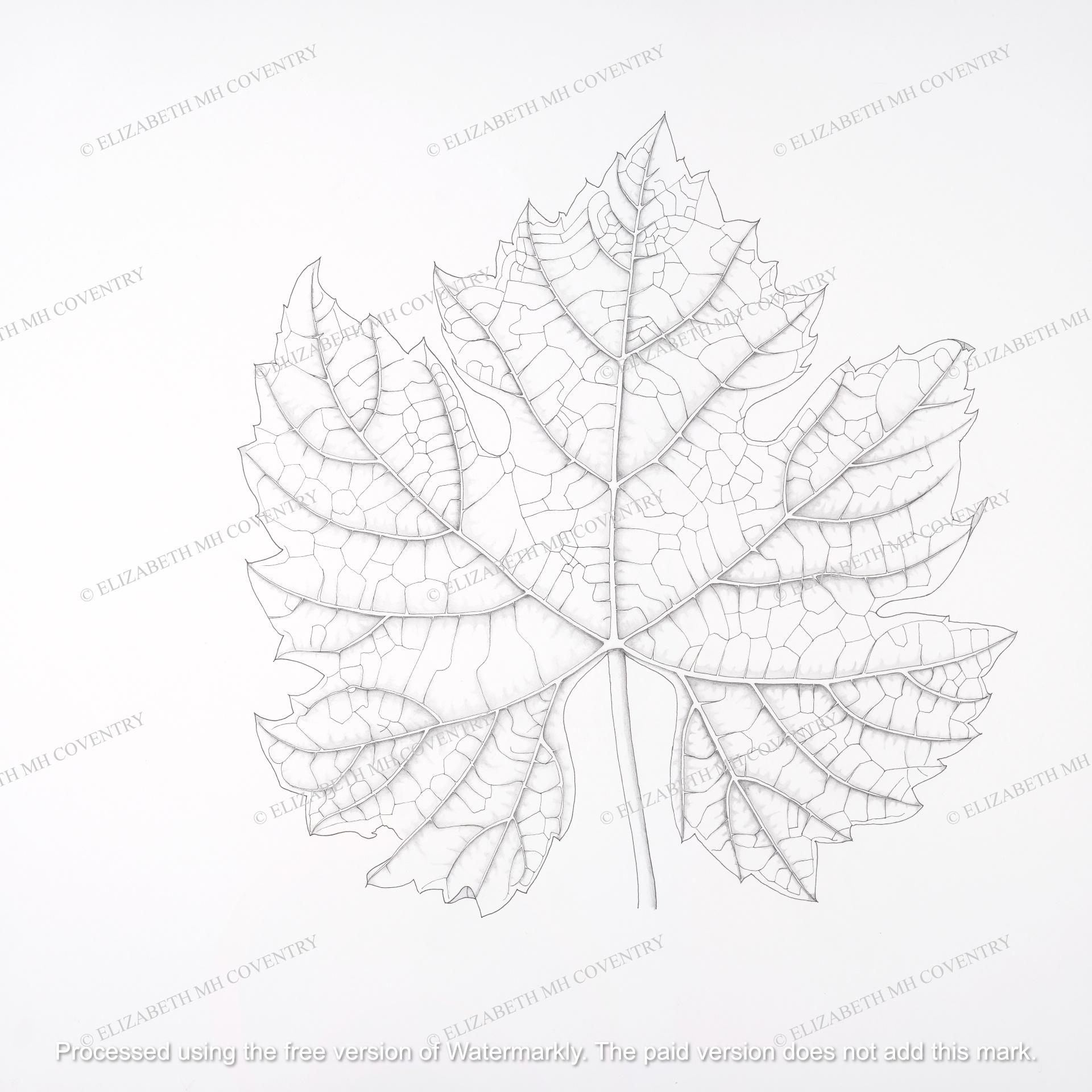 VINE LEAF 4