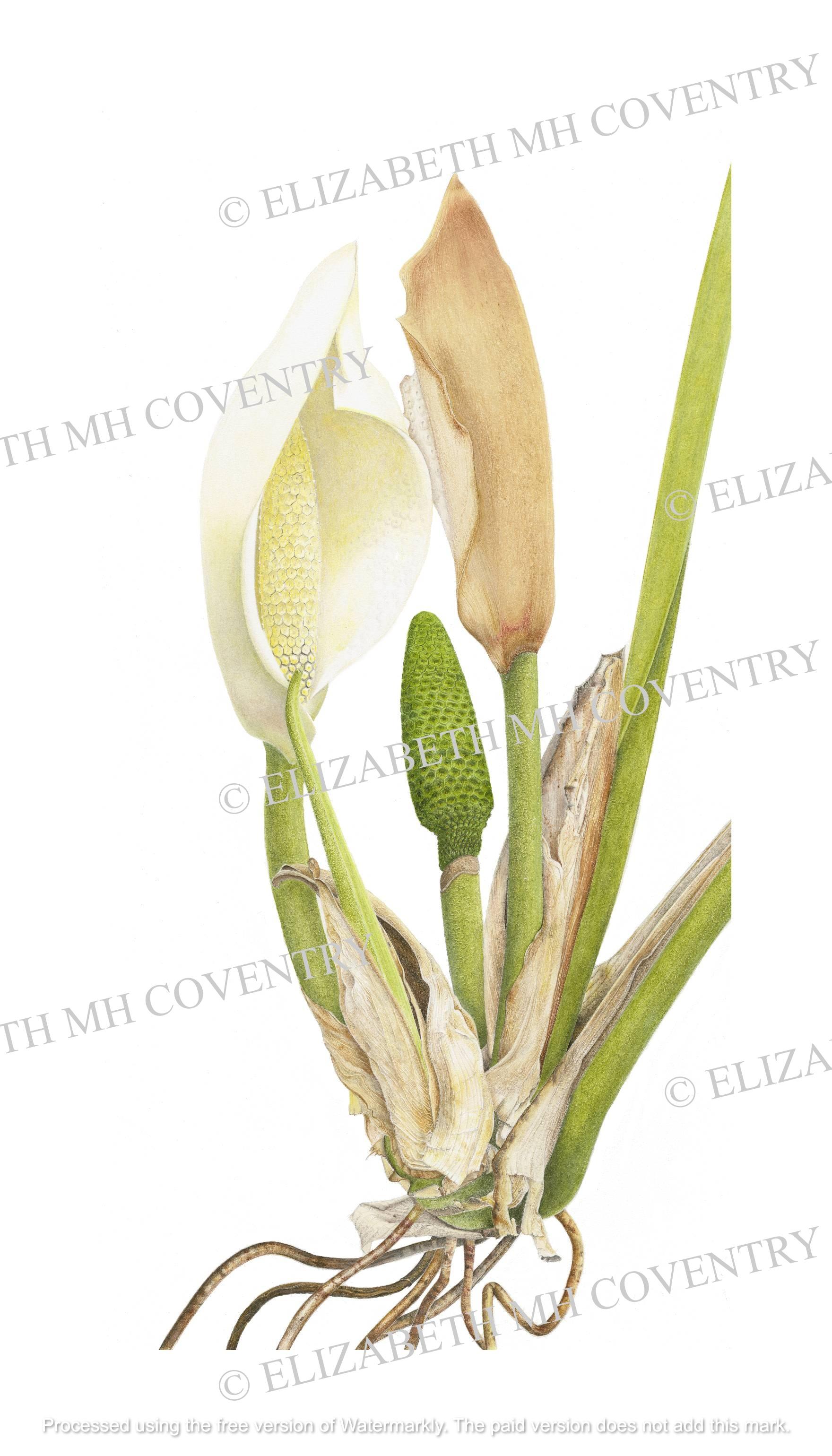 MONSTERA DELICIOSA SPADIX AND FRUIT