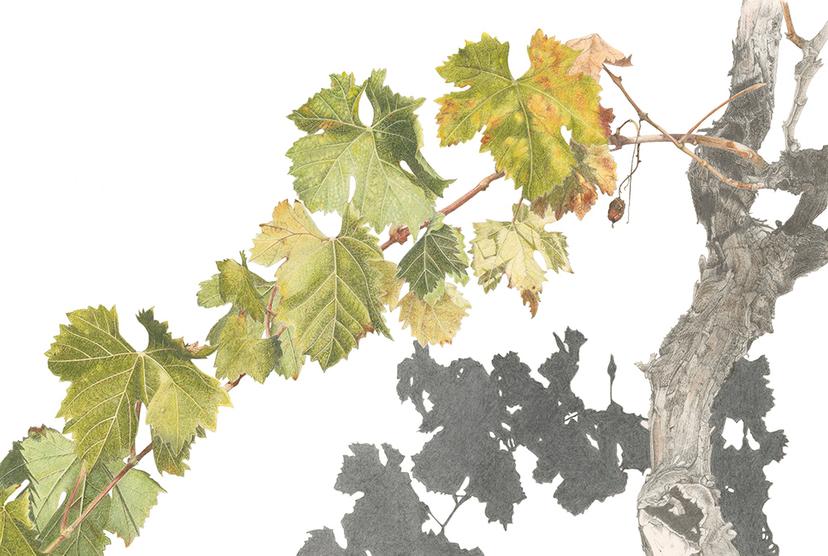 LATE AUTUMN GRAPEVINE